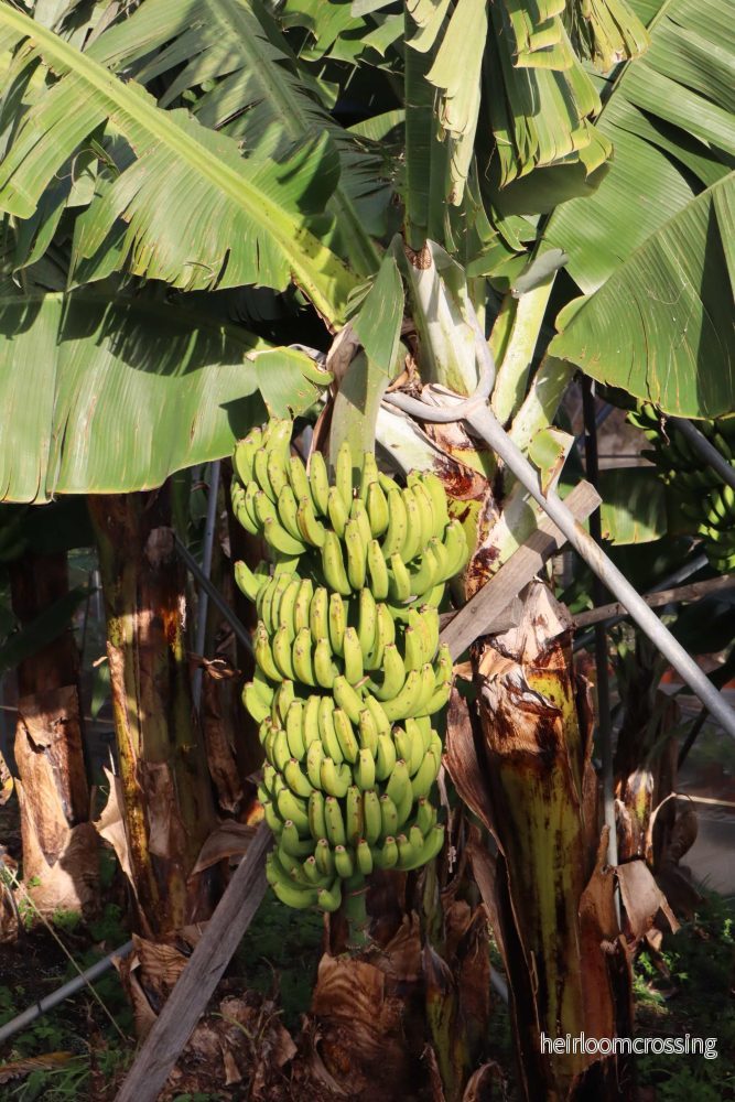 Bananplanta 'Musa Dwarf Cavendish' ätbar