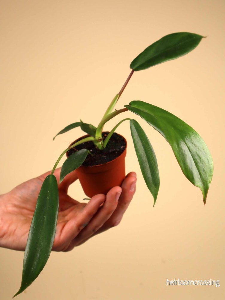 Philodendron joepii - Bild 2