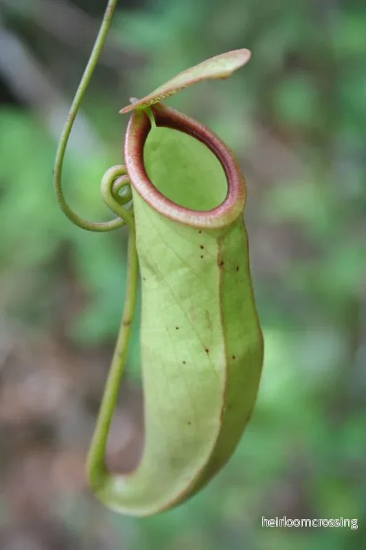 Nepenthes (Nepenthes mirabilis) | frön, 20 st. - Bild 3