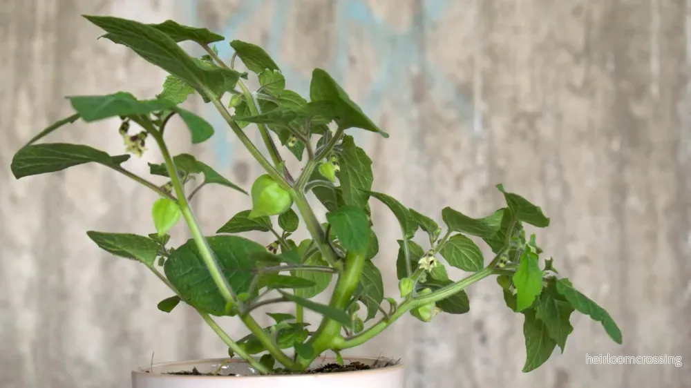 Physalis peruviana - Bild 3