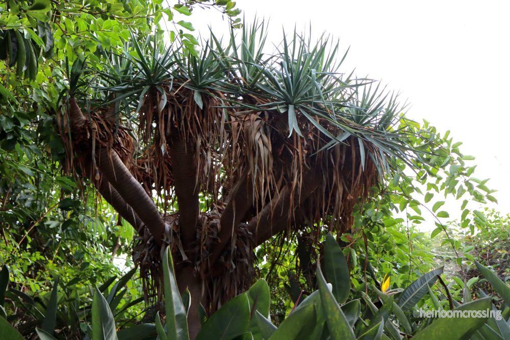 Drakblodsträd | Dracena draco ssp. draco - Bild 2