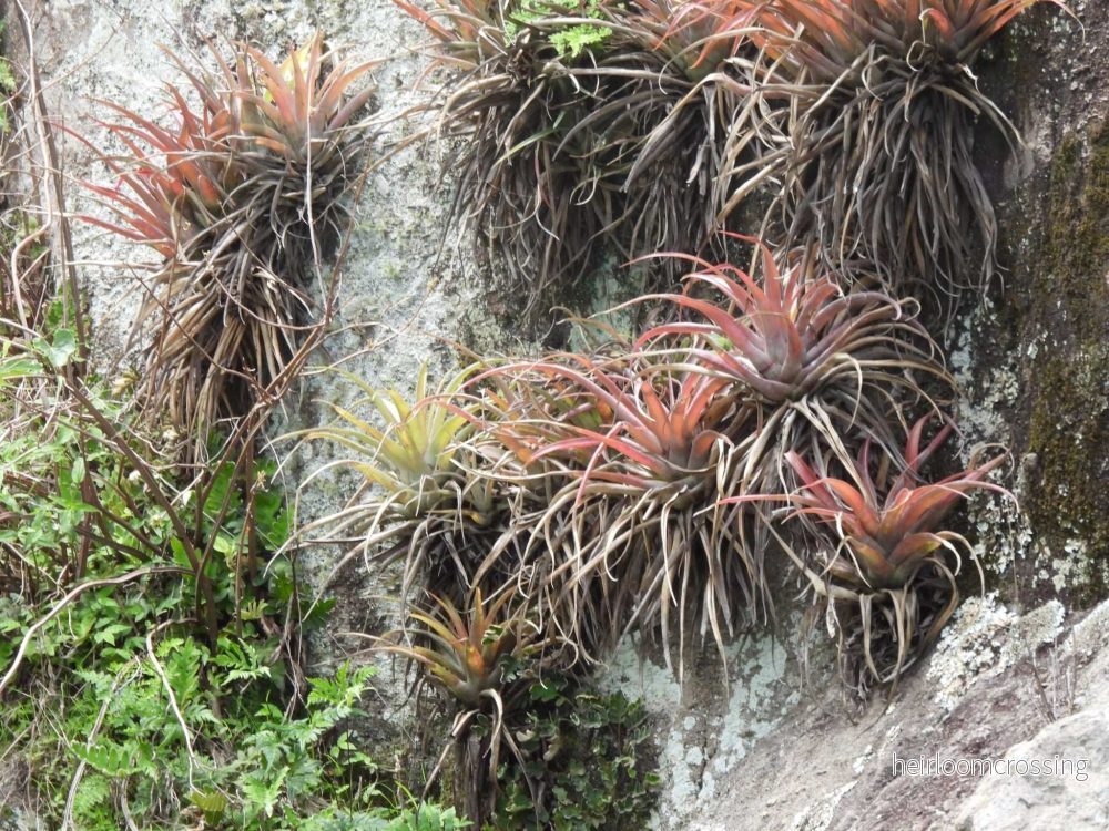 Tillandsia capitata - Bild 2