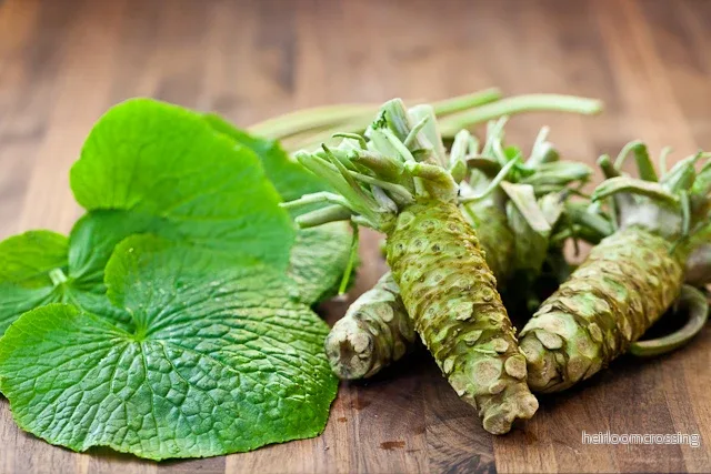Wasabi (Wasabia japonica) | frön, 10 st.