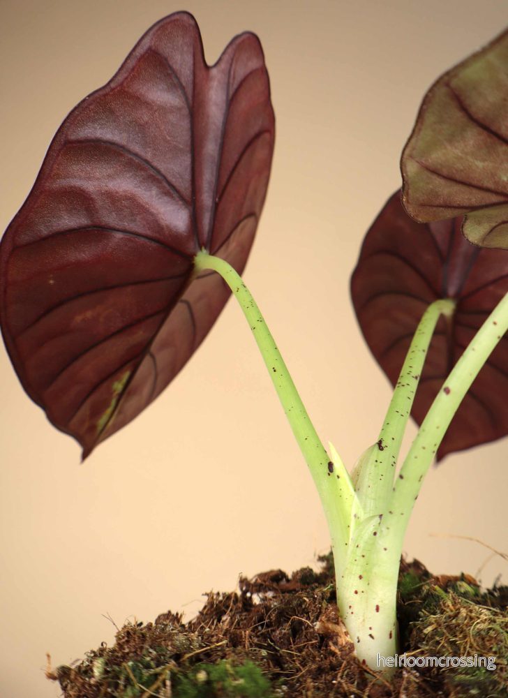 Alocasia nebula - Bild 3