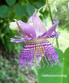 Seemanns passionsfrukt (Passiflora seemannii) | frön, 15 st.