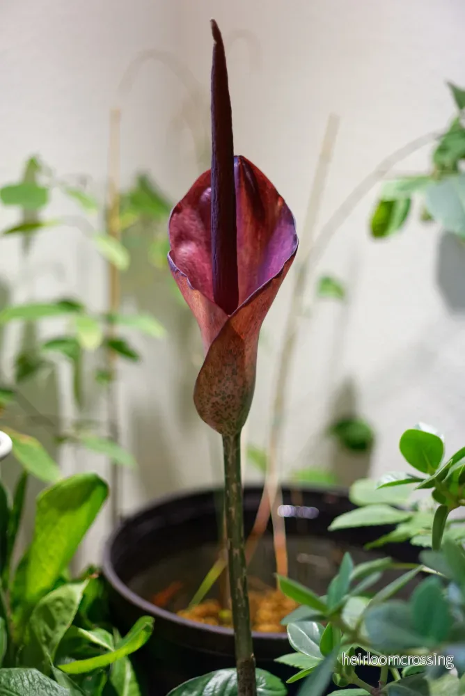 Djävulsplanta (Amorphophallus konjac) Djävulsplanta (Amorphophallus konjac)