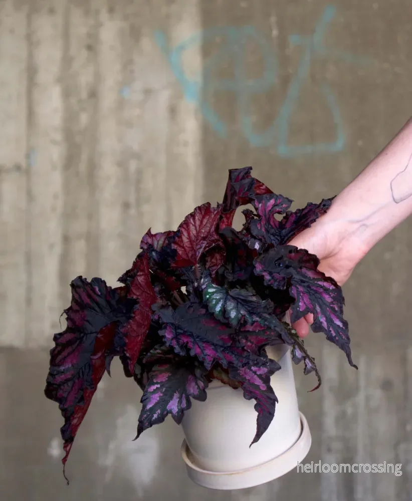 Begonia Rex "Red Black"