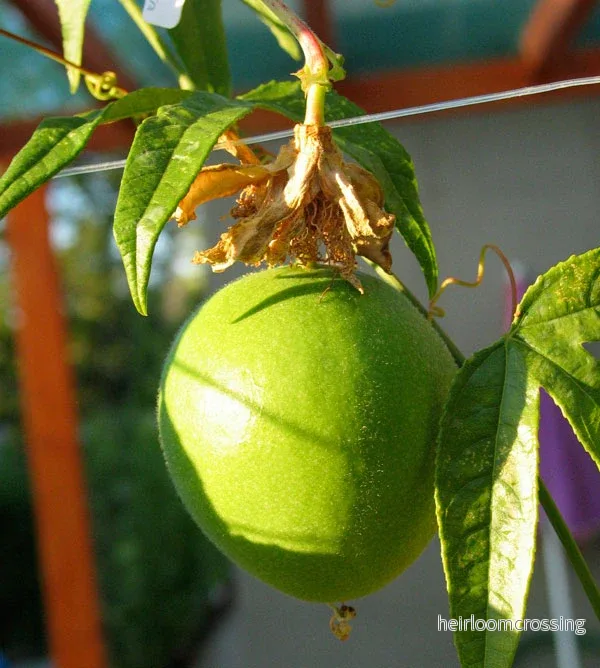 Blåklint (Passiflora incarnata) | frön, 10 st. - Bild 3