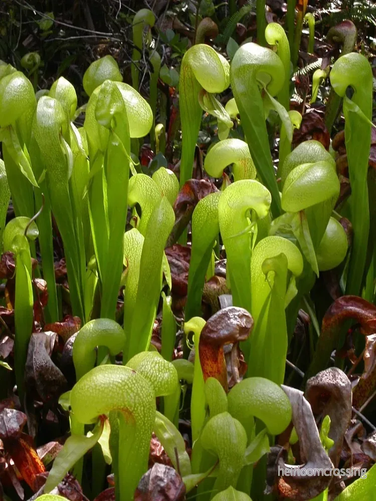 Kobralilja (Darlingtonia californica) | frön, 15 st. - Bild 3
