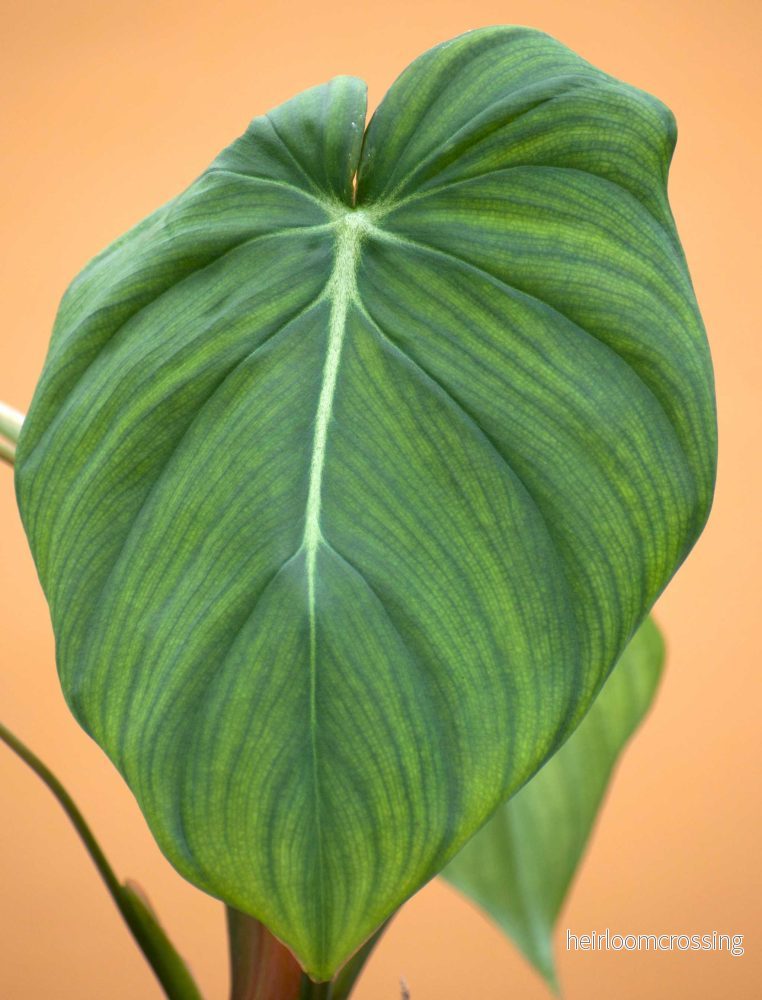 Philodendron pastazanum - Bild 3