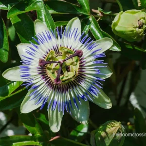 Blå passionsblomma (Passiflora caerulea) | frön, 10 st.
