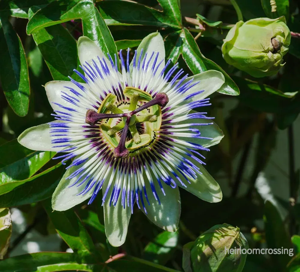 Blå passionsblomma (Passiflora caerulea) | frön, 10 st.