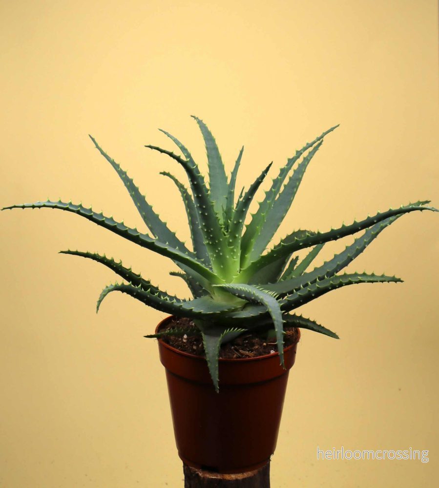 Trädaloe 'Aloe arborescens' - Bild 3