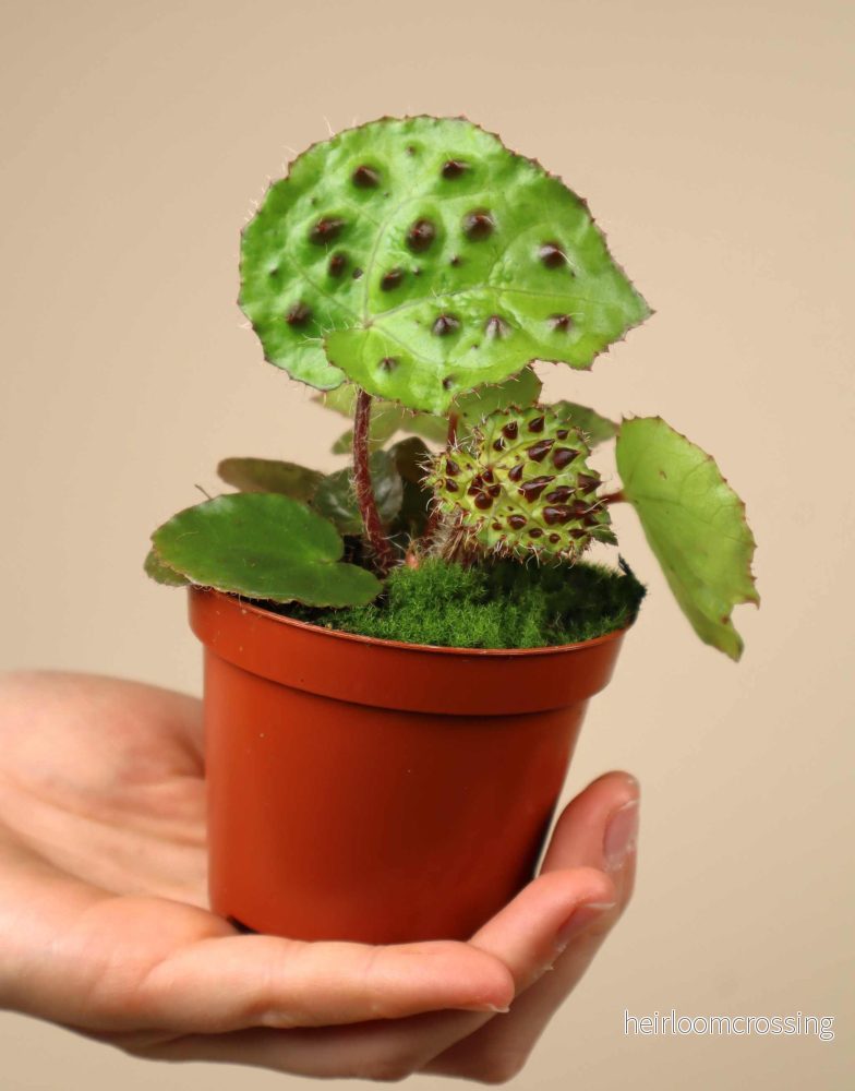 Begonia ferox - Bild 3