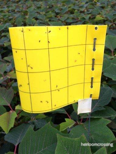 Insektsfällor (Klisterskivor) - Bild 2