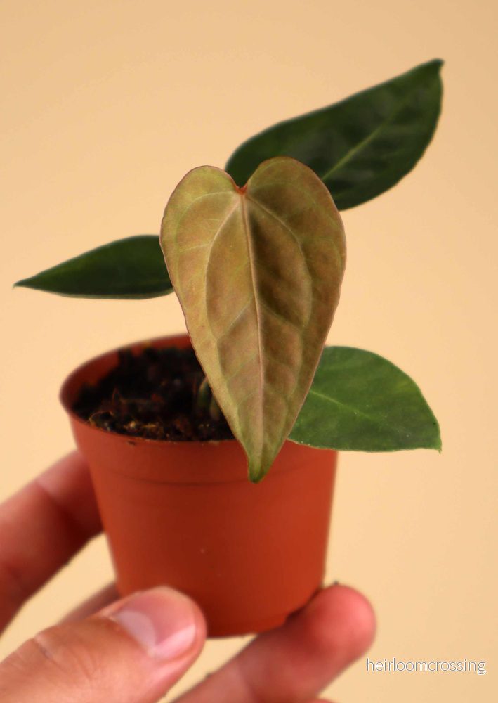 Anthurium magnificum - Bild 2