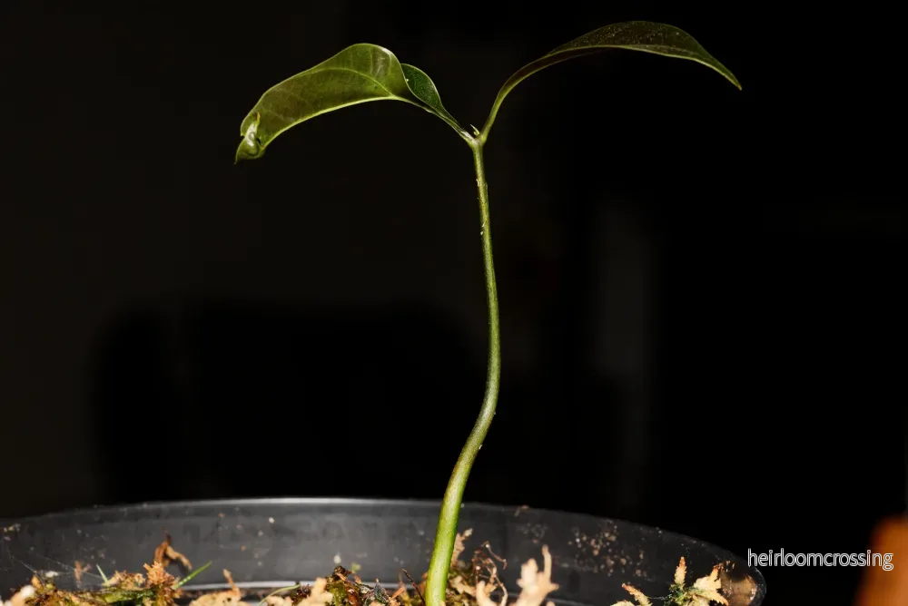Vild mango (Mangifera griffithii) | växt