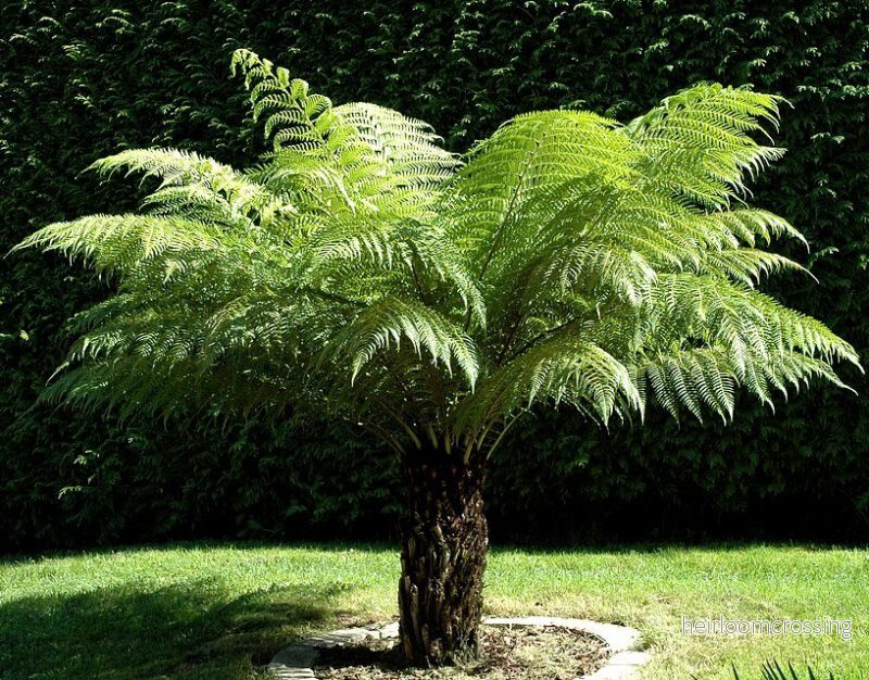 Tasmanian Tree Fern (Dicksonia antarctica) | frön, ca. 250 st.
