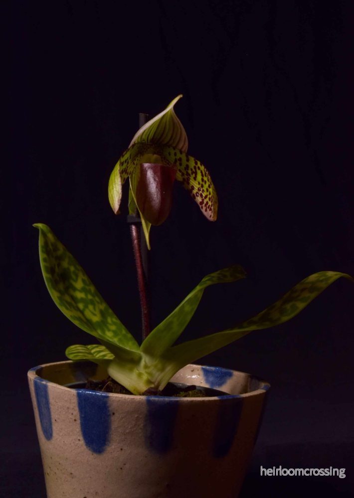 Paphiopedilum sukhakulii