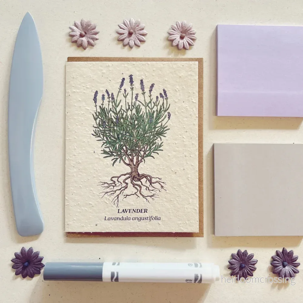 Lavendel - Bild 2