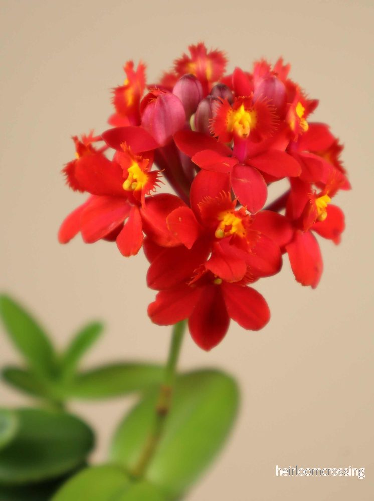 Epidendrum ’Ballerina’