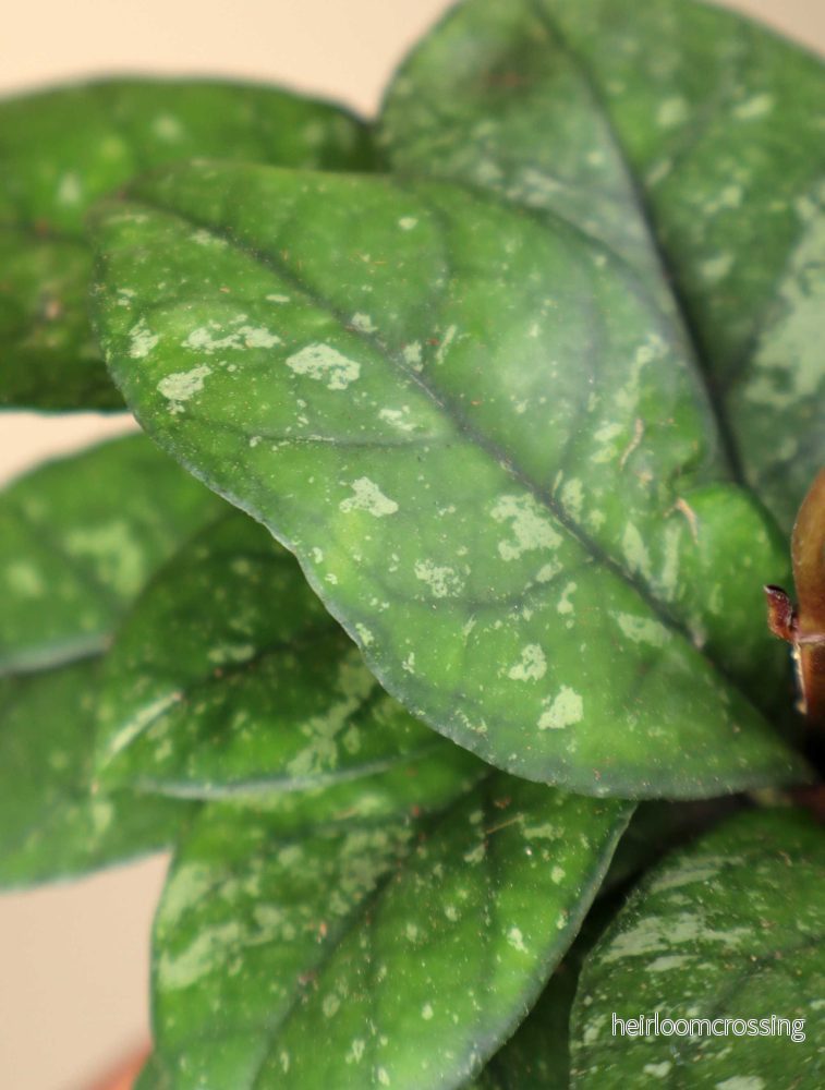 Hoya crassipetiolata 'splash' - Bild 2