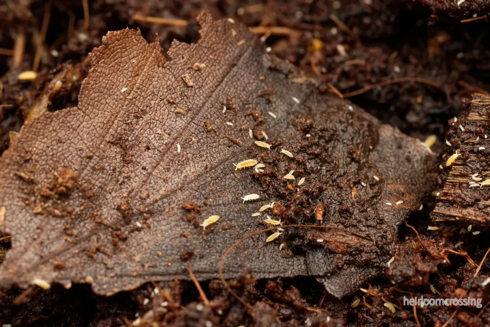 Gula springstjärtar (Ceratophysella ella "gul") | ca. 30 st. - Bild 3