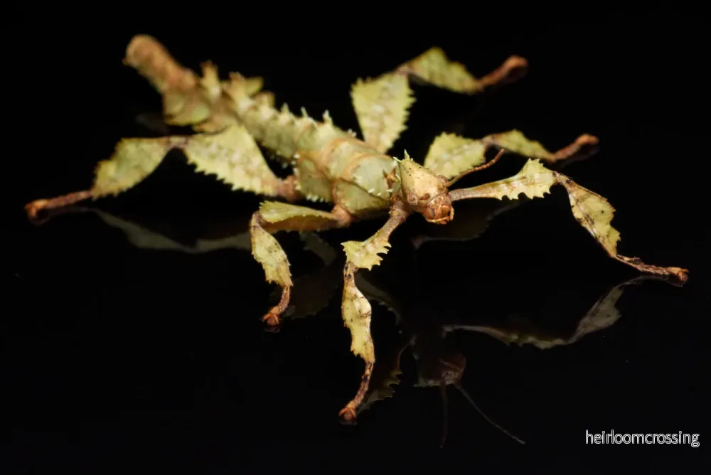 Gårrosgren (Extatosoma tiaratum) - Bild 2