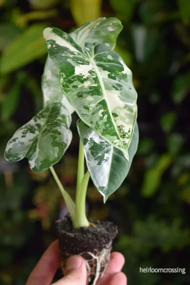 Crazy plant person starter-kit - Bild 3