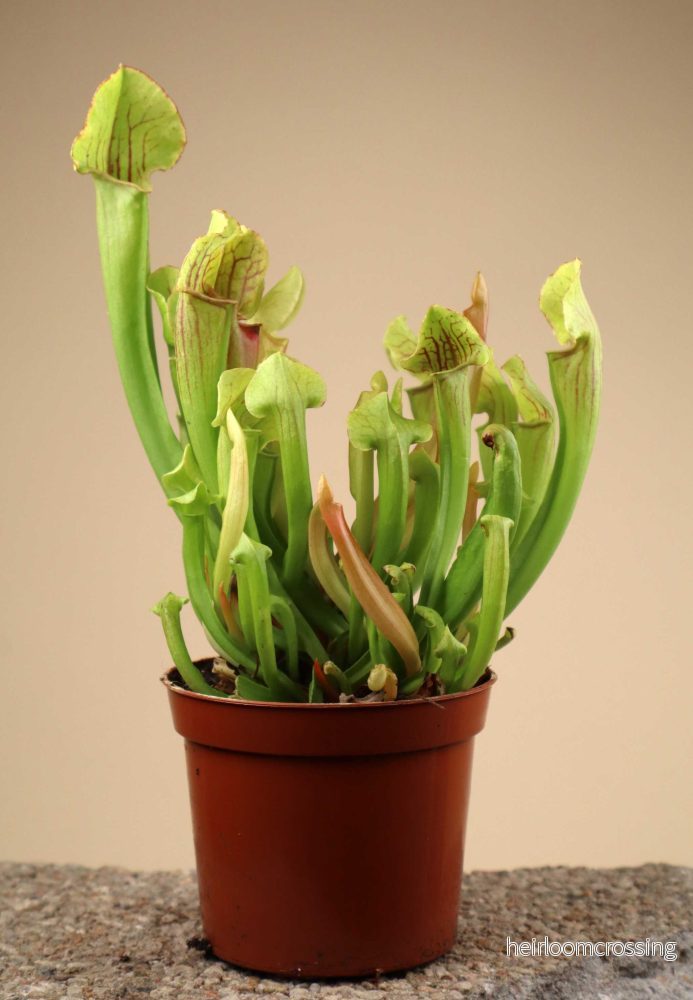 Sarracenia x 'Smoorii'