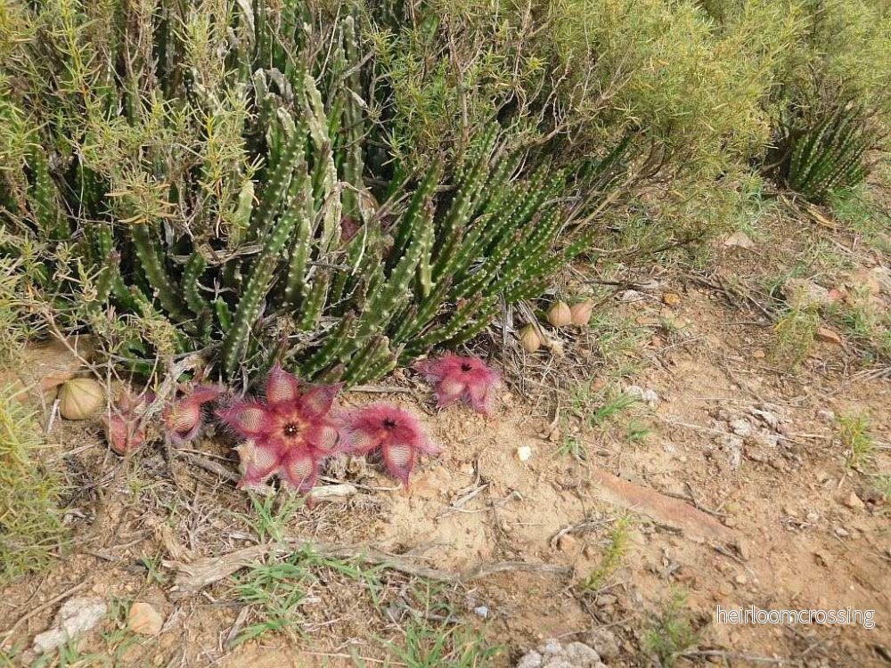 Stapelia hirsuta - Bild 3