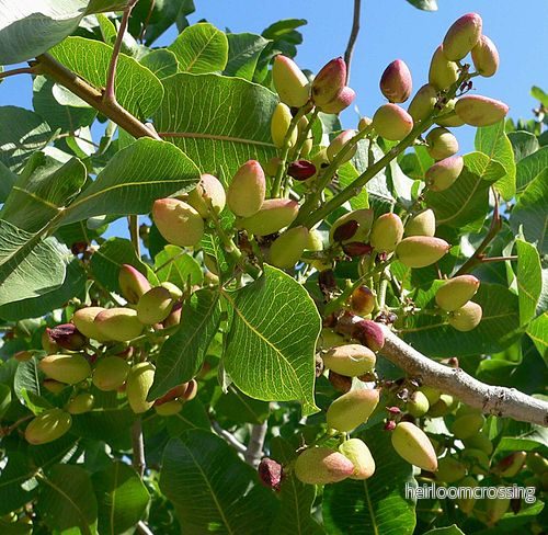 Äkta pistagefrön (Pistacia vera), 5 st.