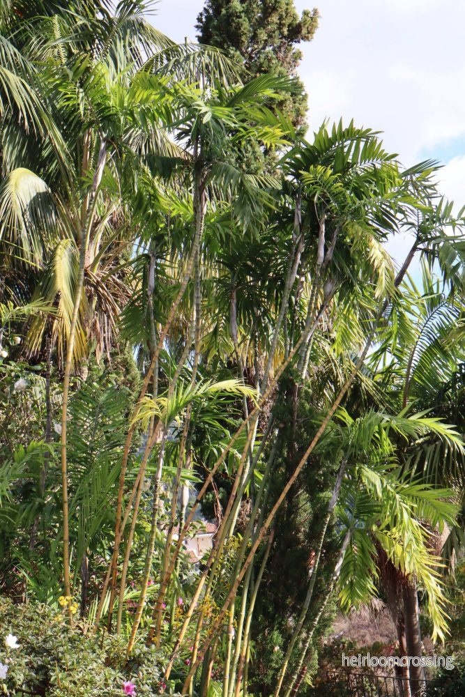 Bergpalm 'Chamaedorea elegans' - Bild 2