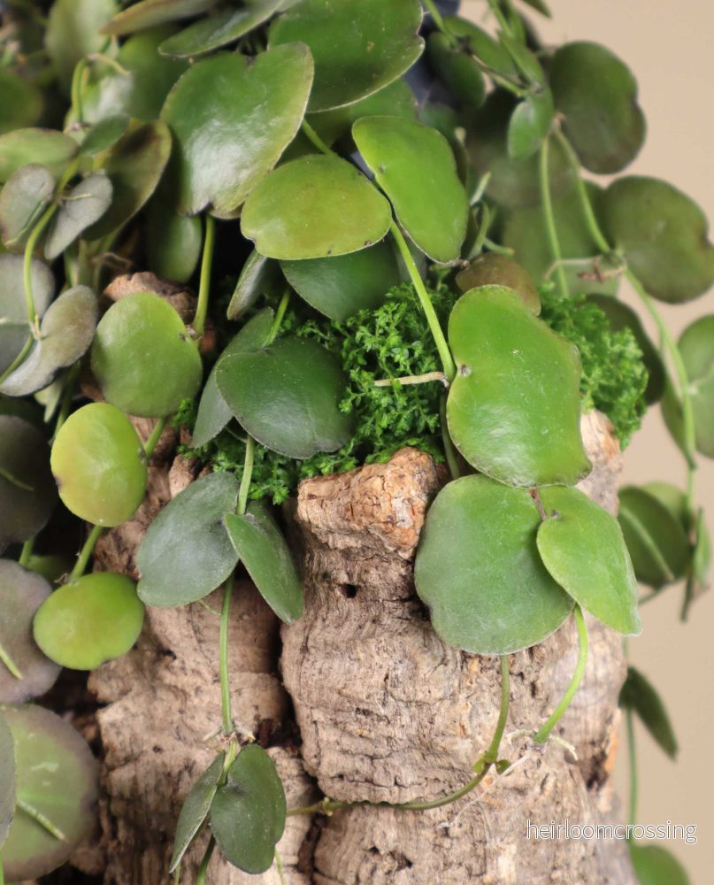 Dischidia platyphylla - Bild 2