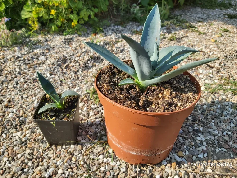 Agave (Agave americana) | växt - Bild 3