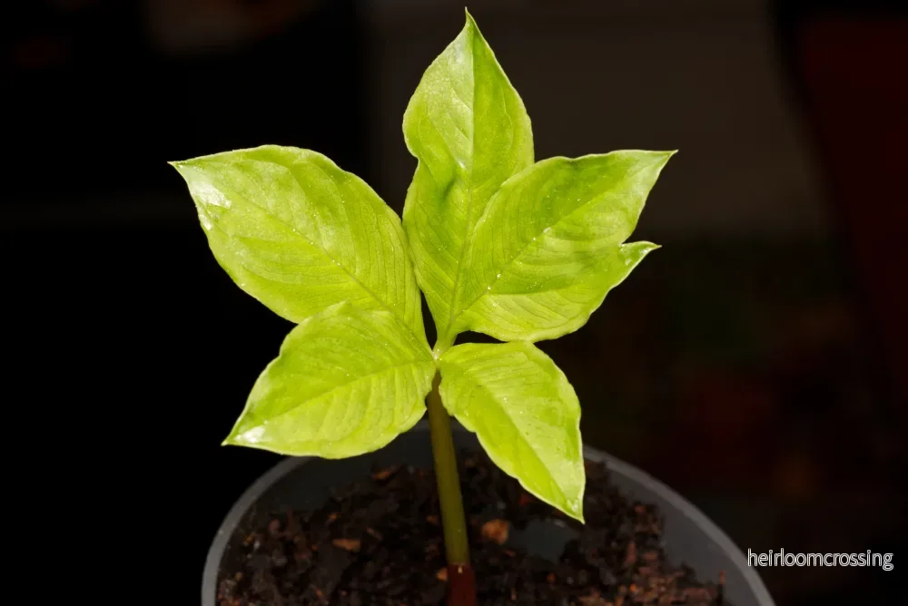 Elefantfot (Amorphophallus paeoniifolius) - Bild 2