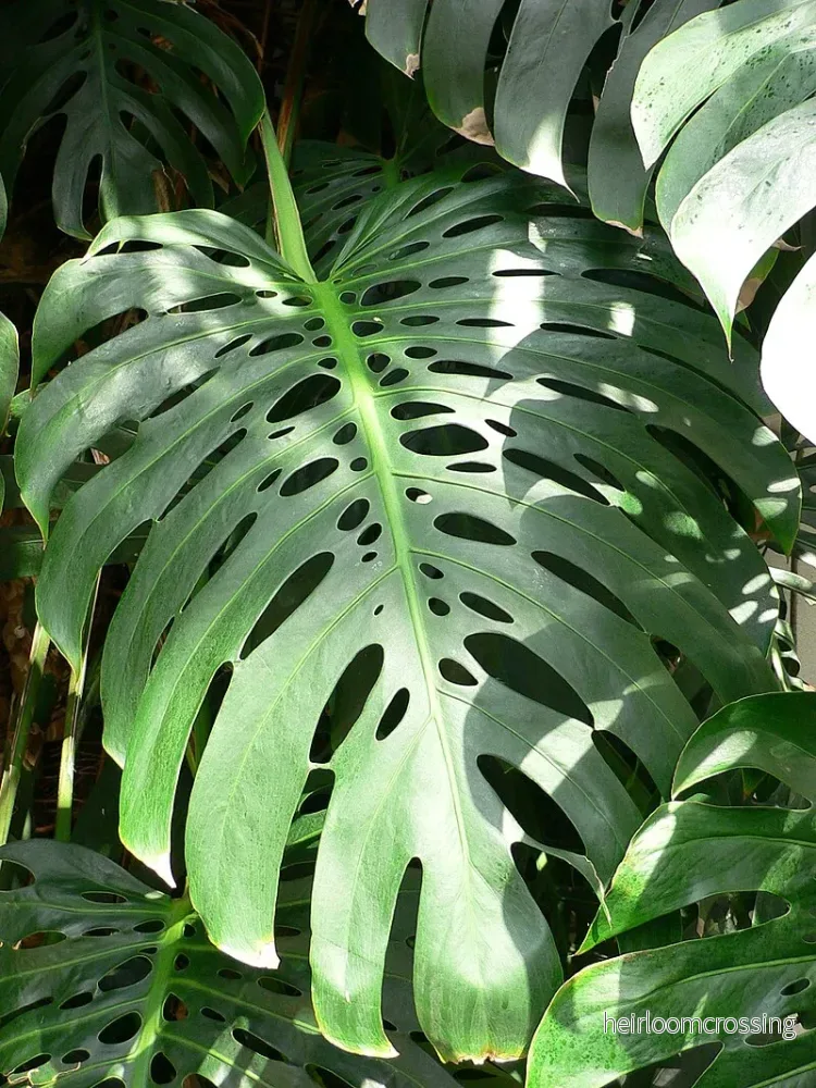 Fingerfilodendron (Monstera deliciosa) | frön, 10 st.