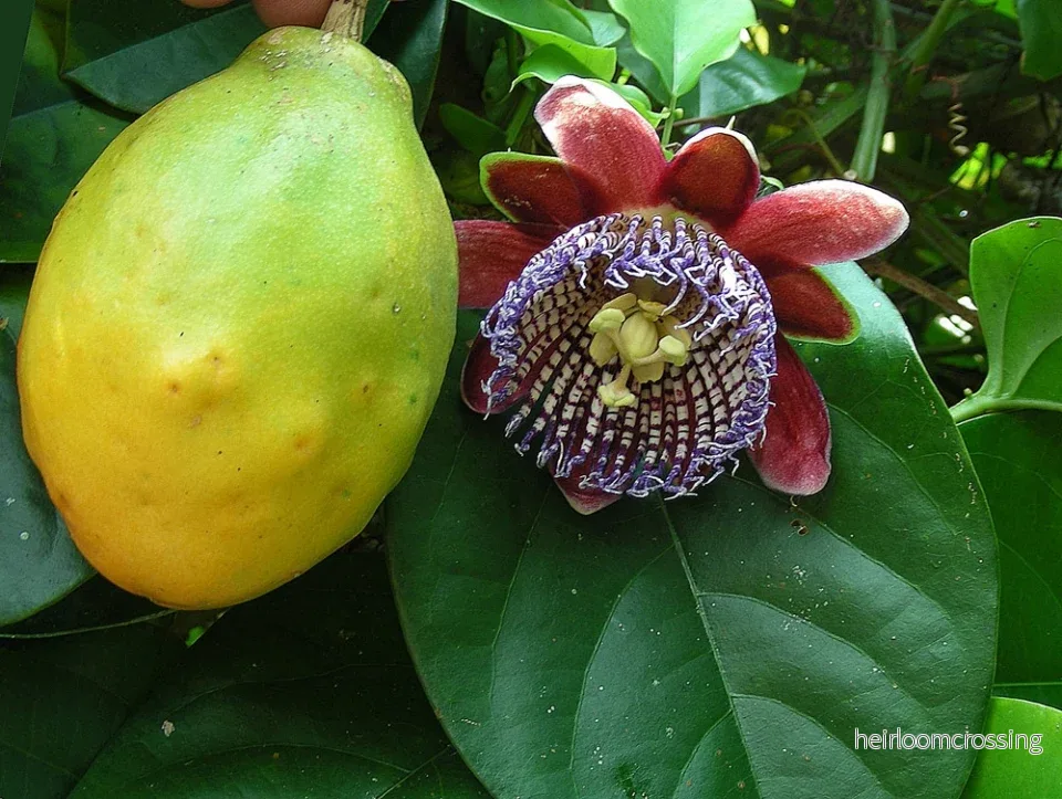 Bevingad passionsfrukt (Passiflora alata) | frön, 10 st.