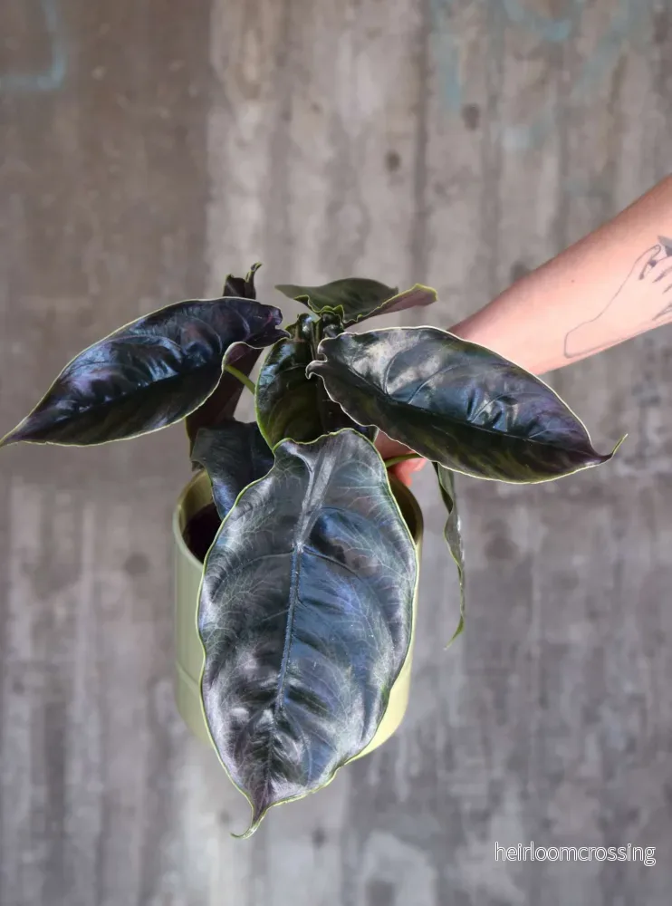 Alocasia azlanii - Bild 3