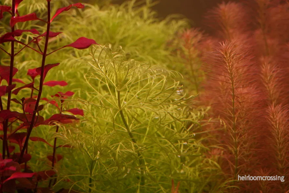 Limnophila Aquatica
