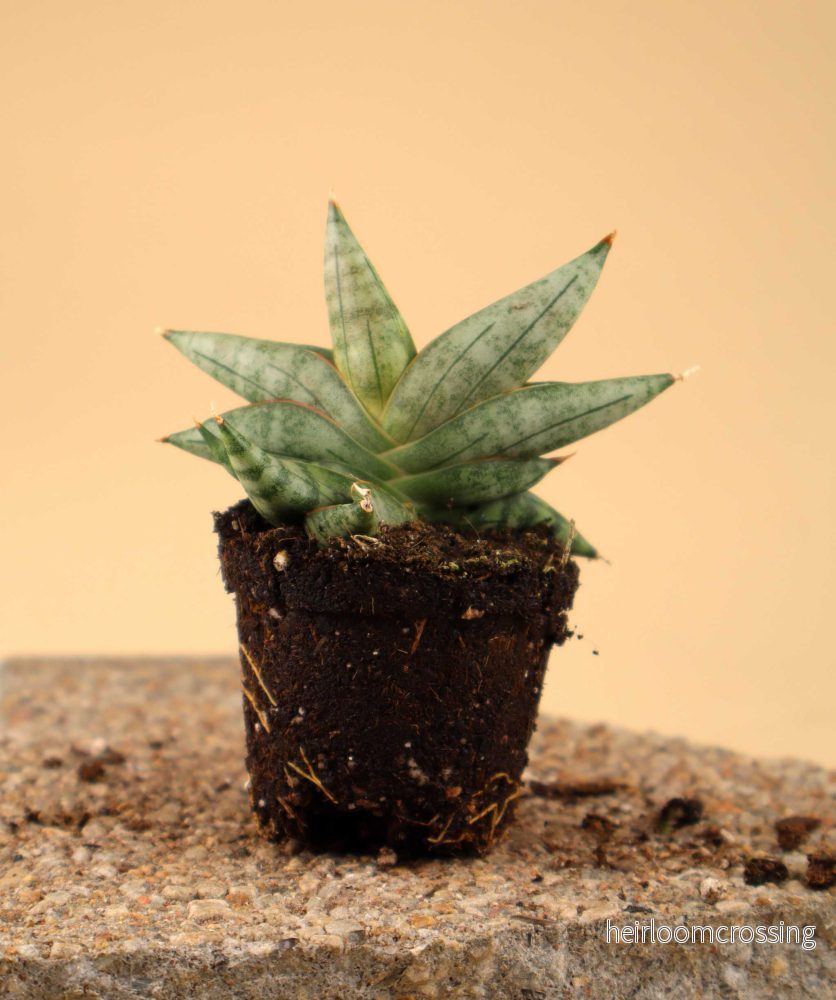 Sansevieria 'Artistic Fan' - Bild 2