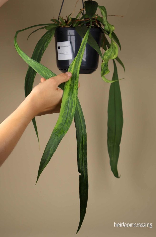 Anthurium vittariifolium variegata - Bild 3