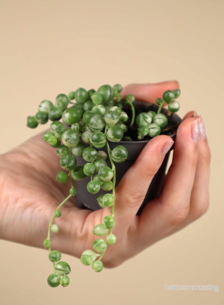 Senecio variegata | Ärtor på tråd, variegerad - Bild 3