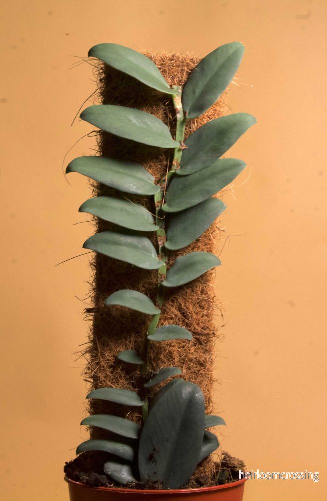 Rhaphidophora tenuis