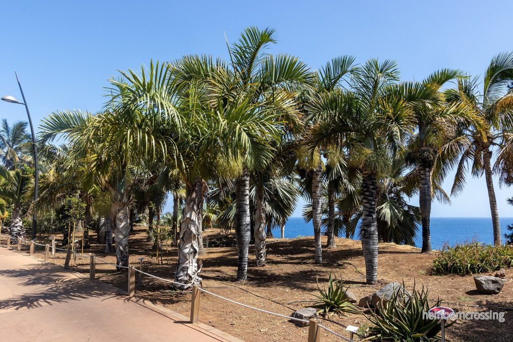 Spindelpalm (Hyophorbe verschaffeltii) | frön, 10 st.