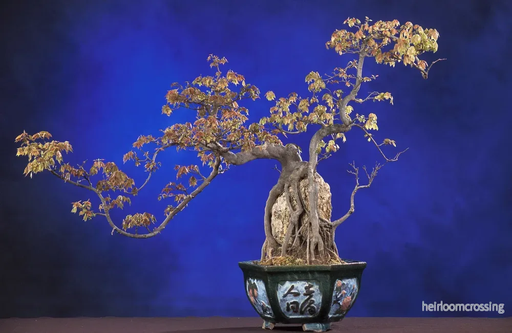 Kinesisk näverlönn (Acer buergerianum) | frön, 10 st. - Bild 3