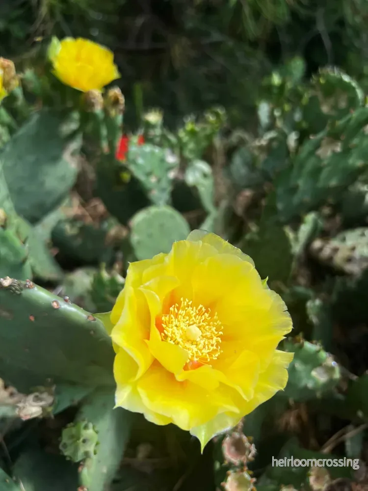 Krypopuntia 'Opuntia humifusa' (Köldtålig fikonkaktus) - Bild 2
