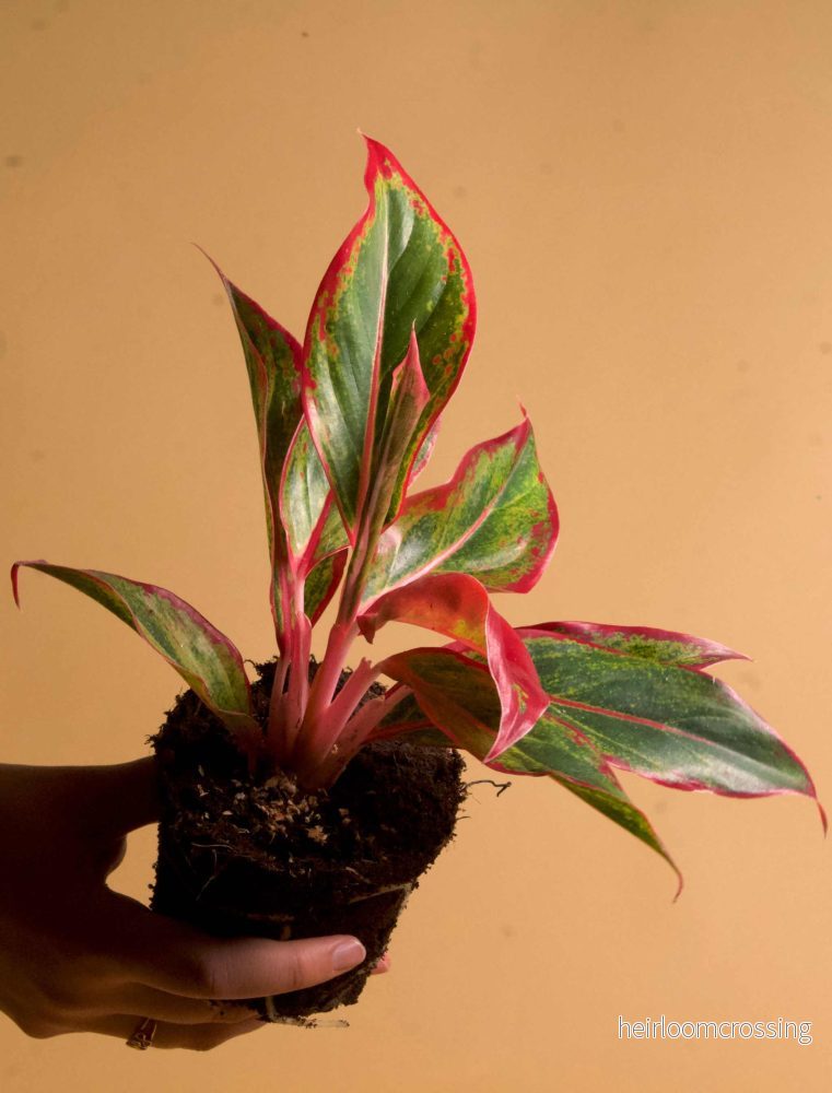 Aglaonema commutatum 'Red Fire' - Bild 2