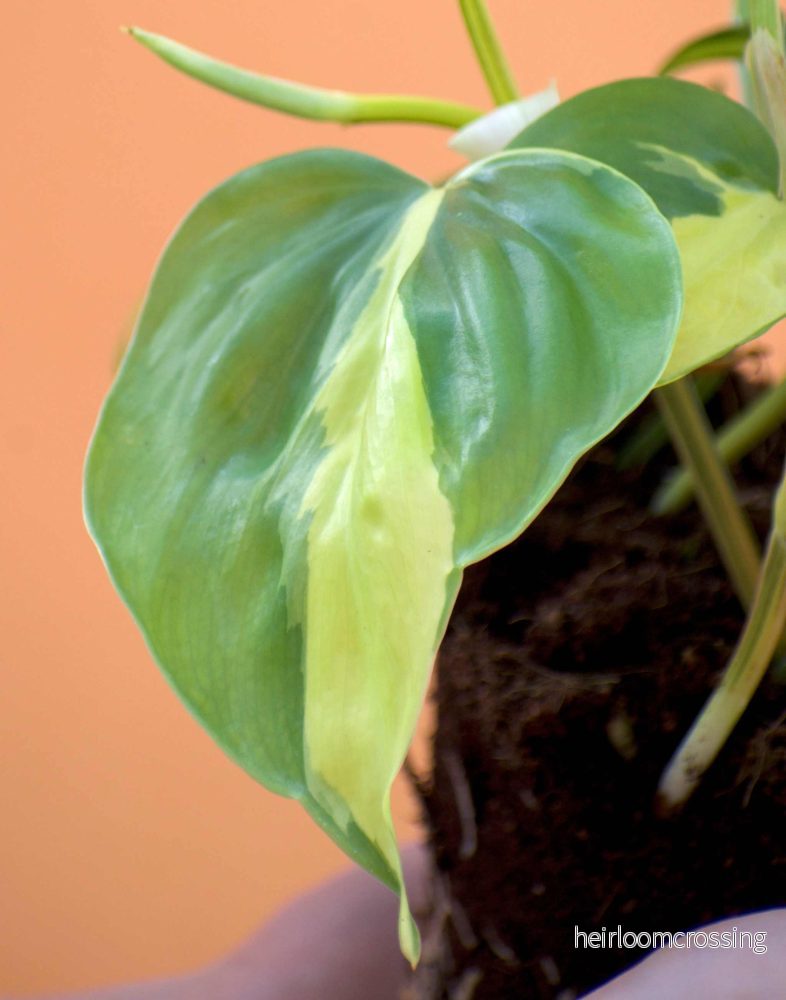 Philodendron hederaceum 'Brasil' (Klätterkalla) - Bild 2