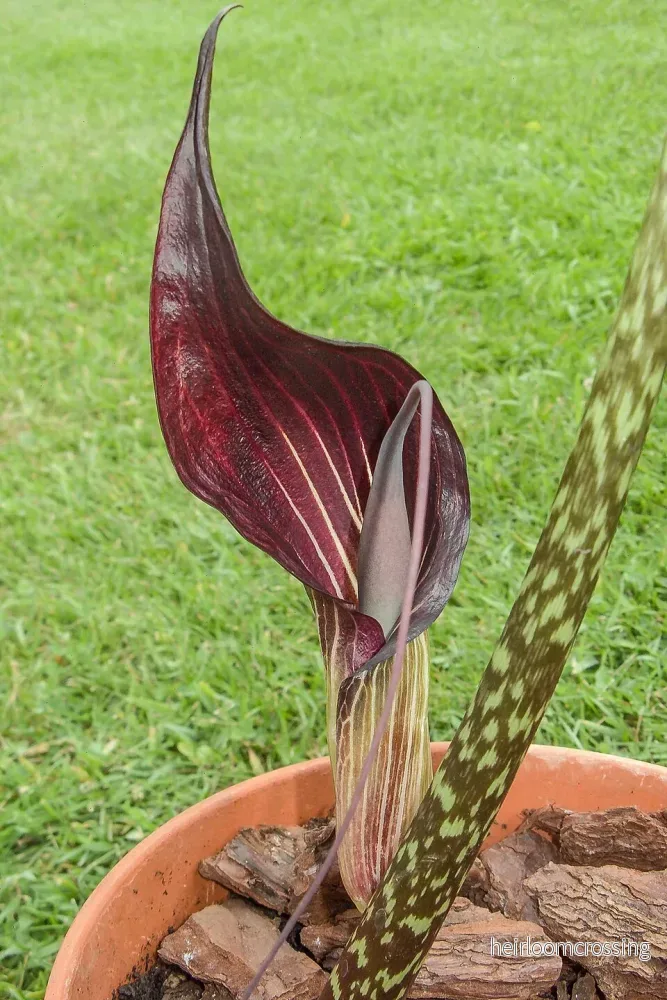 Kobralilja (Arisaema speciosum) | knölar Kobralilja (Arisaema speciosum) | knölar